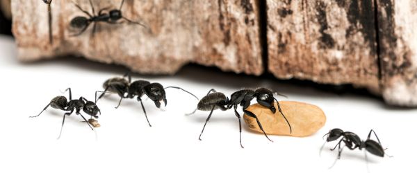 Comment se débarrasser des fourmis dans la maison ?